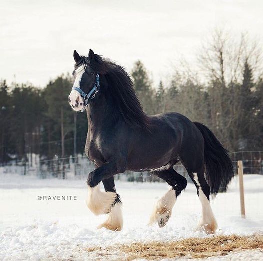 Black Baron, Shire Horse